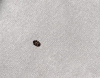 ニトリ虫って何ですか どこにいますか 自分の必要として居る物を ニトリ Yahoo 知恵袋