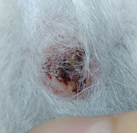 うさぎの爪が折れた いまうさぎを家で遊ばせていると布 Yahoo 知恵袋