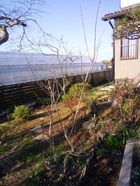 地植えにして15年ほど経過したバイカウツギがあるのですが事情があっ Yahoo 知恵袋