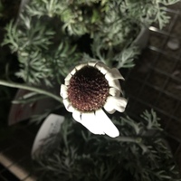 木質化したローダンセマムの切り戻し方について教えてください 下3分の2 Yahoo 知恵袋