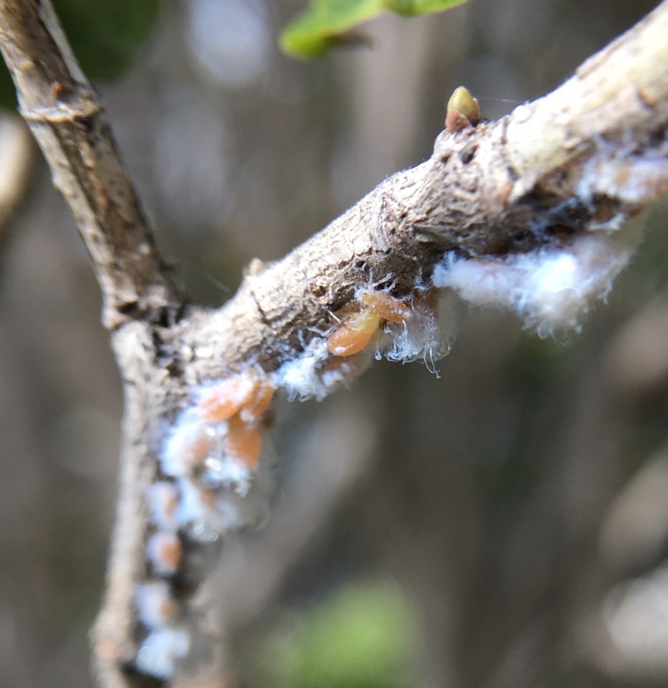 キンモクセイの枝先にいたのですが この虫は何でしょうか 黄色い幼虫の周り Yahoo 知恵袋