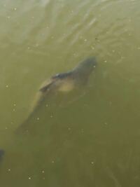 昨日公園で池の鯉を眺めていたら 背骨が曲がっている 折れている 鯉が Yahoo 知恵袋