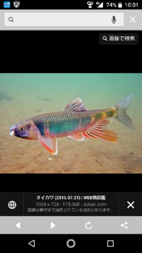 この前２０センチほどの真鯉を釣って来て 鯉だけでは寂しいのでオ Yahoo 知恵袋