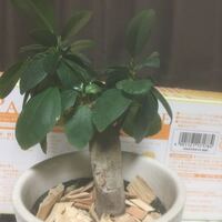 観葉植物の土に小さい虫が大量に 数年前にも発生したことがある Yahoo 知恵袋