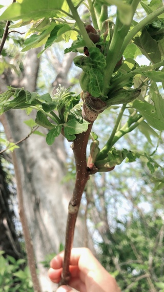 この植物は何ですか タラの芽と紛らわしくて 幹はすべすべで棘は Yahoo 知恵袋