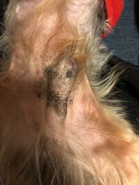 犬の陰部に黒いシミのような シミより濃いものができてます これはなんでしょう Yahoo 知恵袋