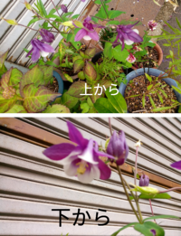 このクリスマスローズのように下向きに白 紫の花をつける植物の名前を教え Yahoo 知恵袋