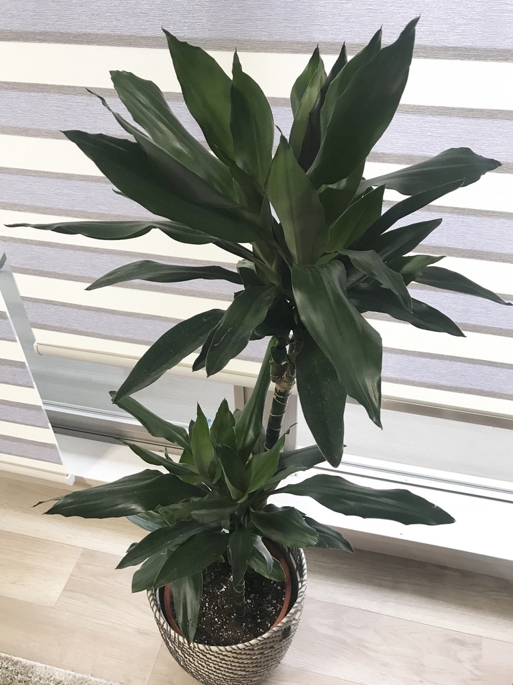 観葉植物に詳しい方に質問です 先日ikeaで添付の観葉植物を購入しました Yahoo 知恵袋