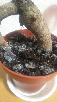 ガジュマルに１週間に１回水を与えた続けてきたんですが･･･
死んでますか？ 