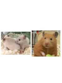 このハムちゃん達はキンクマと紹介されていたんですが 色は違えど Yahoo 知恵袋