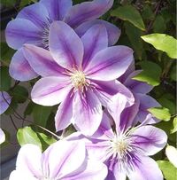 クレマチス ドクターラッペル の花が２年続けて咲きません もう６ Yahoo 知恵袋