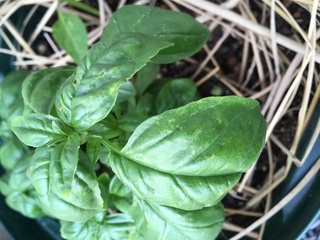 液 アブラムシ 木酢