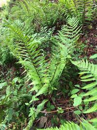 シダ植物の根 茎 葉の区別があり 地上に出ている部分は葉である Yahoo 知恵袋