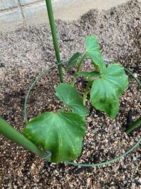 すす病の治療を教えて下さい 柑橘類 レモン 八朔 すだ Yahoo 知恵袋