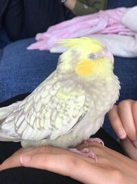 オカメインコの名前つけてください オカメインコを買ったのですが Yahoo 知恵袋