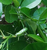 大事に育てているレモンの木の葉がナメクジがいるような感じによれよれに Yahoo 知恵袋