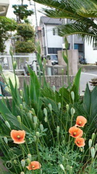 スイセンは犬や猫には食べさせてはいけない植物でしたっけ ダメです Yahoo 知恵袋