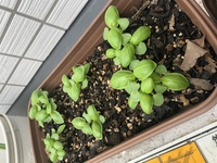 プランターで一度使った土は再利用できますか 野菜を育ててた土で ま Yahoo 知恵袋