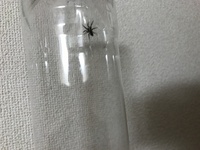 家の中に蜘蛛がいました。。
思わずペットボトルで捕獲しましたが…なんの蜘蛛か分かる方いらっしゃいますか？
画像分かりづらくてすみません、ペットボトルは500mlのものです！ペットボトルの キャップに収まるくらいの大きさでした。
人に害はあるのでしょうか？
※初めての質問なのでカテゴリ間違い等粗相があったらすみません。