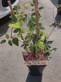 クレマチスを買ったのですが 植え替える鉢が8号くらいのしかありませんが Yahoo 知恵袋