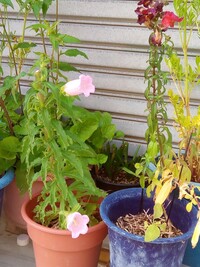 この釣鐘状の薄ピンクの花をつける植物の名前を教えてください Yahoo 知恵袋