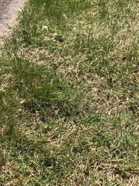 数日前から 自宅庭の芝生に白い卵 うずらの卵と同じくらいのサイズ が埋められる Yahoo 知恵袋