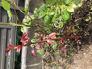 バラの木の近くに生えているのですが これもバラの木でしょうか 真っ赤な茎 Yahoo 知恵袋