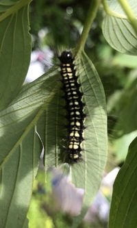 ミズキに付いている毛虫です 何の幼虫か分かりますか また 駆除 Yahoo 知恵袋