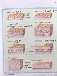 上皮組織の 細胞の 分類と特徴について知りたいです 詳しい方もしよろしけれ Yahoo 知恵袋