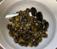 滋賀県高島市針江の水路で採集した二枚貝です 一応 自分で Yahoo 知恵袋