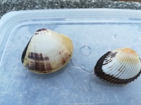 実の息子の離婚した妻の子供達への養育費の件です 成人の息子は離婚した元 Yahoo 知恵袋