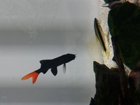 この尻尾が赤いナマズっぽい熱帯魚はなんですか レッドテールブラック Yahoo 知恵袋