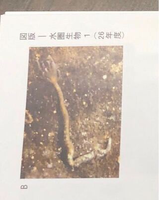 生物分類技能検定2級に出てきたこの環形動物を教えてください ゴカイ Yahoo 知恵袋