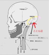 眼鏡を掛けると耳の後ろら辺が凹み 頭が痛くなります 画像の辺 Yahoo 知恵袋