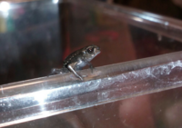 このカエル種類おしえてください コイツは アメフクラガエル Yahoo 知恵袋