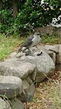 閲覧注意 今日公園に行ったら鳩が食べられていました鳩を捕食してい Yahoo 知恵袋