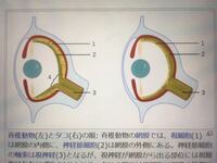 イカやタコの目と 脊椎動物の目の構造について なぜ視細胞と神経節細胞が逆 Yahoo 知恵袋