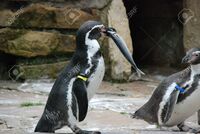 ｄｓソフトの ペンギンの問題x天空の7戦士 でレベルが８７で止まるとい Yahoo 知恵袋