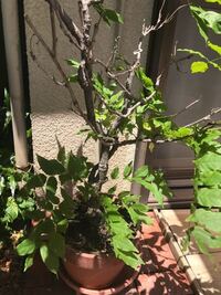 柿の木 一つも花芽がつかなくなった それまで15年くらい実をつけていました Yahoo 知恵袋