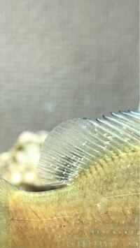 ブラックバスを昨日釣り 家で飼育してるんですが まったくｴｻを食いま Yahoo 知恵袋