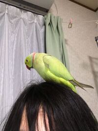 うちのワカケホンセイインコ は成鳥になって値下げされていた個体 Yahoo 知恵袋