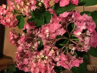 あじさいを生けたいのですが 水切りが悪いのかしおれてしまいま Yahoo 知恵袋