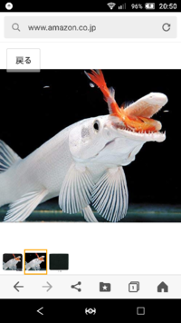 沖縄の海の遊泳区域に白い魚がいました これってよくあることなんで Yahoo 知恵袋