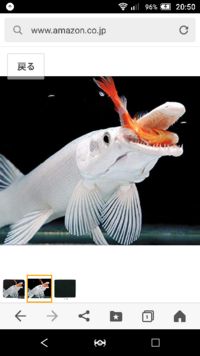 顎がしゃくれた魚で思いつくのは何ですか カンダイのオス Yahoo 知恵袋
