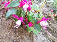 花苗って何て読むんですか 植木屋の店頭ならば はななえで花もの 木本 Yahoo 知恵袋