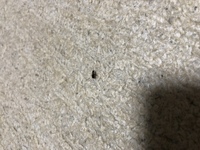 熱帯魚の水槽の上部カバーに現れる１ｃｍほどの 黒い線状の虫 についてお伺い Yahoo 知恵袋