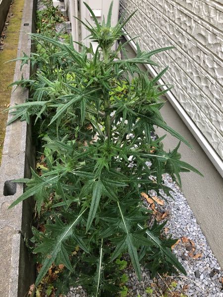 庭にトゲトゲの大きなタンポポのような物を発見しました！抜こうとしま