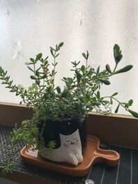 多肉植物は底穴の空いてない鉢でも育ちますか 寄せ植えになったタイプを店で見た Yahoo 知恵袋