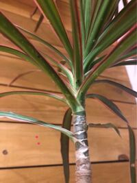 ドラセナ コンシンネの葉の先端や横が茶色く枯れ 全体的に元気がなくなってきまし Yahoo 知恵袋