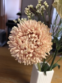 この花は何という名前で何という品種でしょうか 菊に似ていて 茎の質感はガ Yahoo 知恵袋
